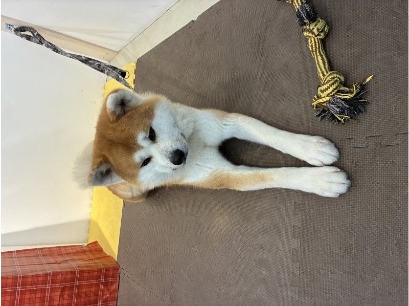 秋田犬caf&eacute; のギャラリー