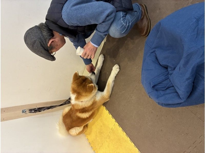 秋田犬caf&eacute; のギャラリー