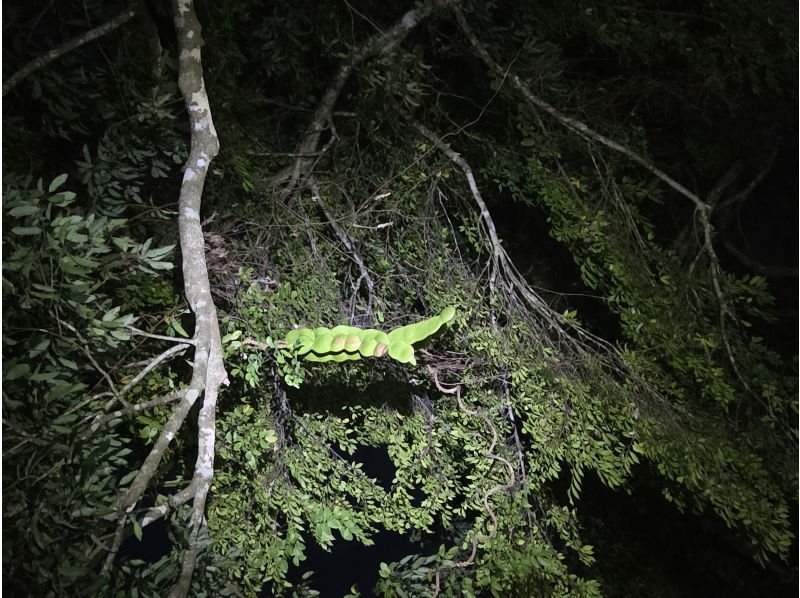 奄美ナイトガイドサービス のギャラリー