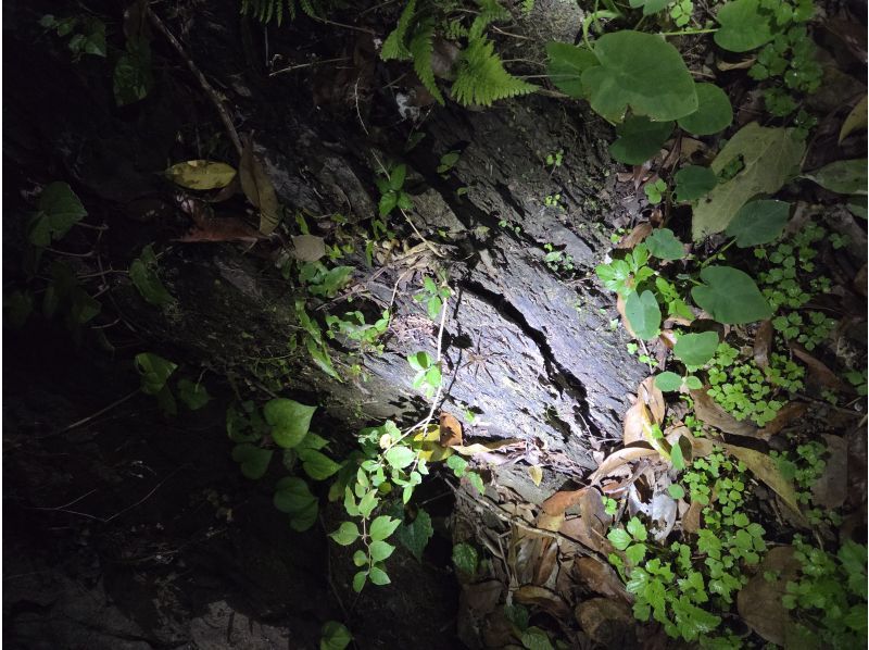 奄美ナイトガイドサービス のギャラリー