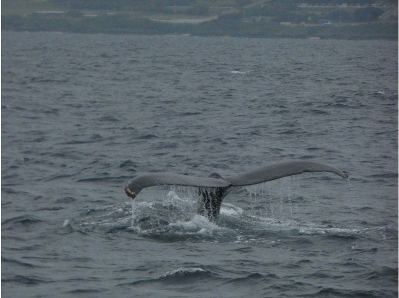 marine shop PETREL(マリンショップペトレル) のギャラリー