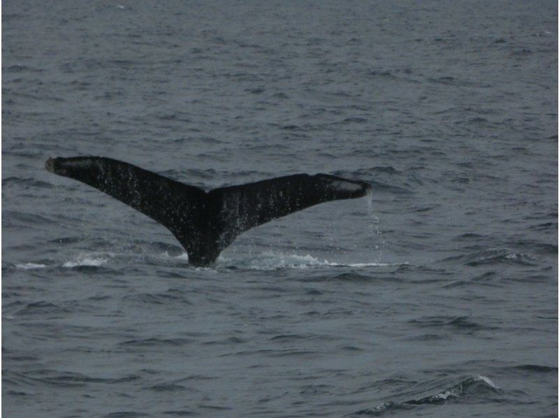 marine shop PETREL(マリンショップペトレル) のギャラリー