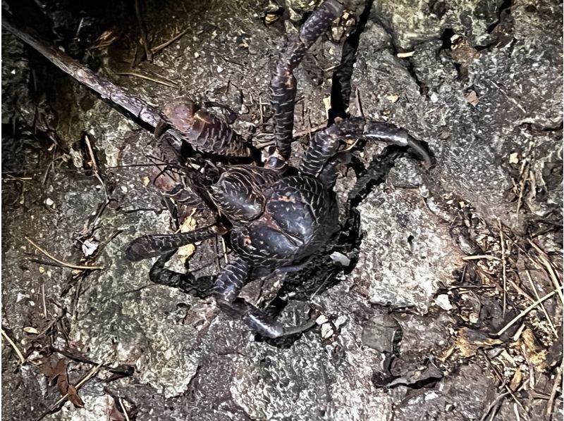 COCO宮古島 のギャラリー