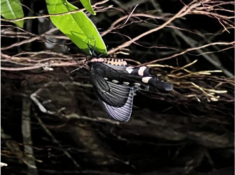 COCO宮古島 のギャラリー