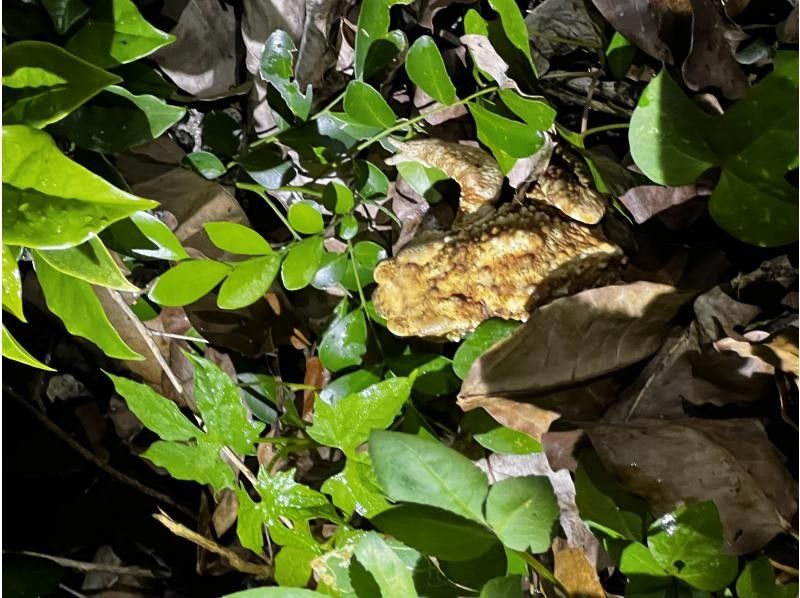 COCO宮古島 のギャラリー
