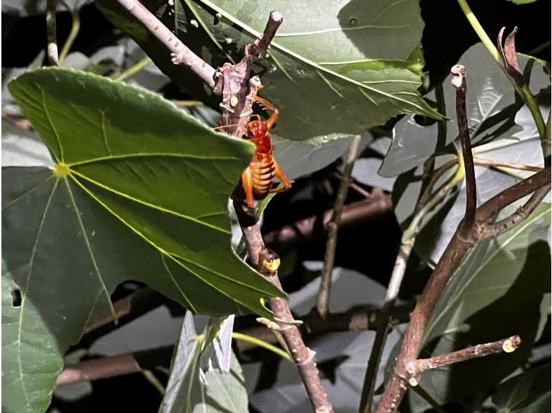 COCO宮古島 のギャラリー