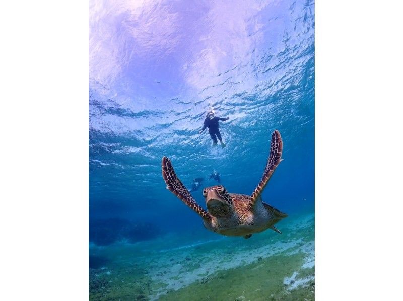 モンキーネイビー のギャラリー