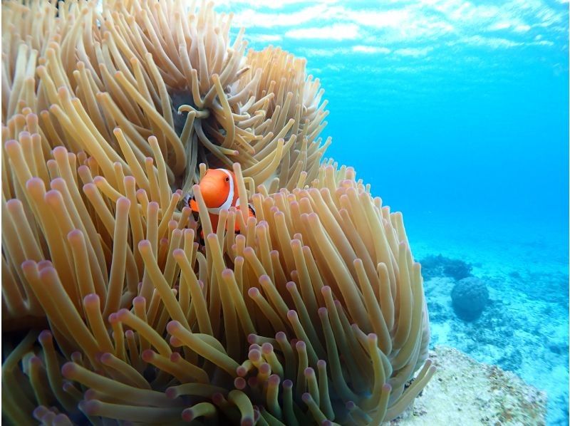 CHAMP TOUR宮古島 のギャラリー