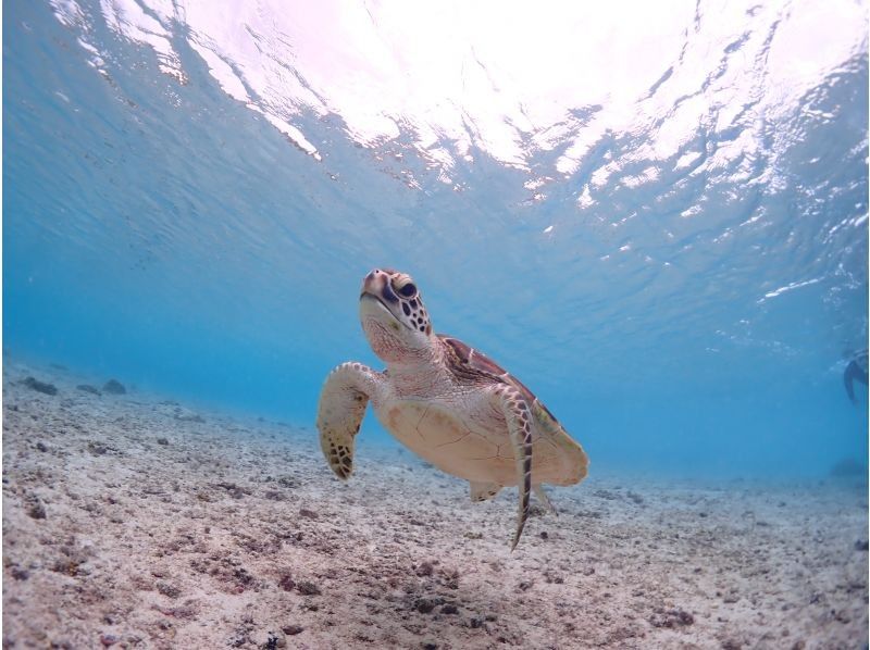 CHAMP TOUR宮古島 のギャラリー