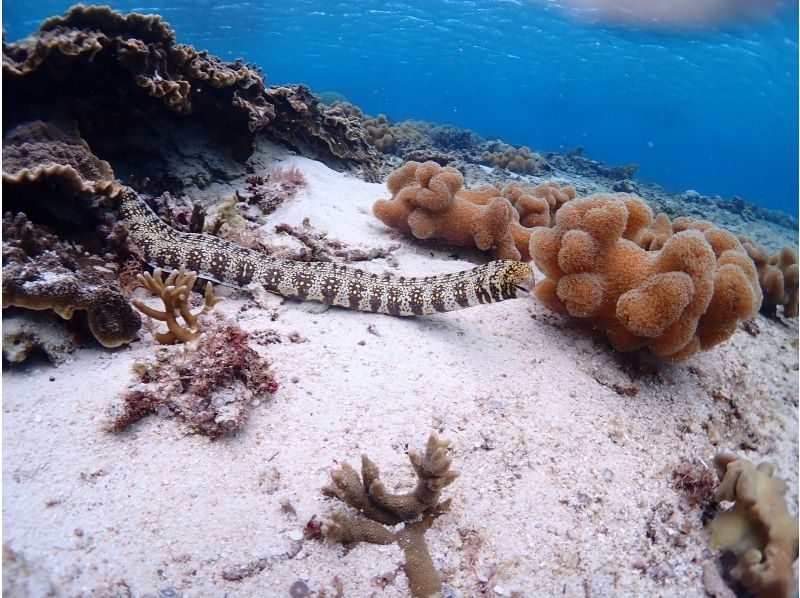 CHAMP TOUR宮古島 のギャラリー