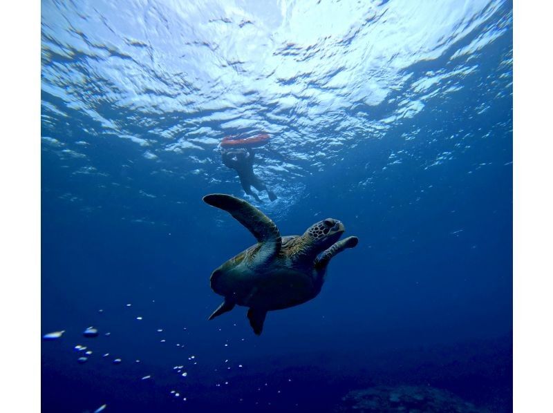 Tomorl のギャラリー