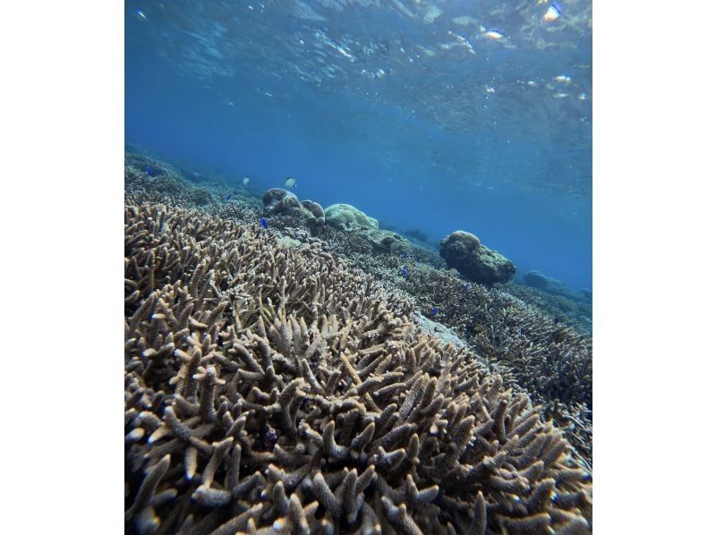 Tomorl のギャラリー