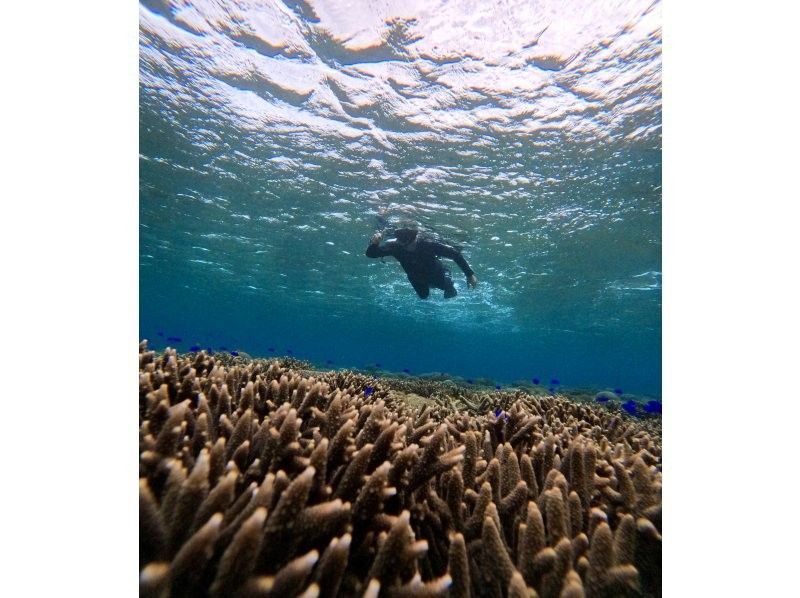 Tomorl のギャラリー