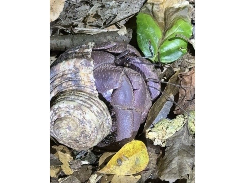 宮古島 ADVENTURE PiPi（ピピ） のギャラリー