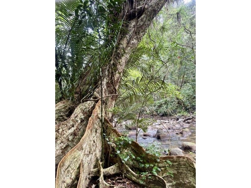 西表島カヌーツアー風車 のギャラリー