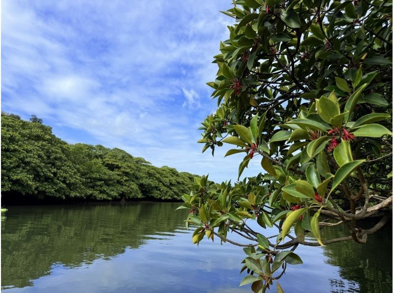 西表島カヌーツアー風車 のギャラリー