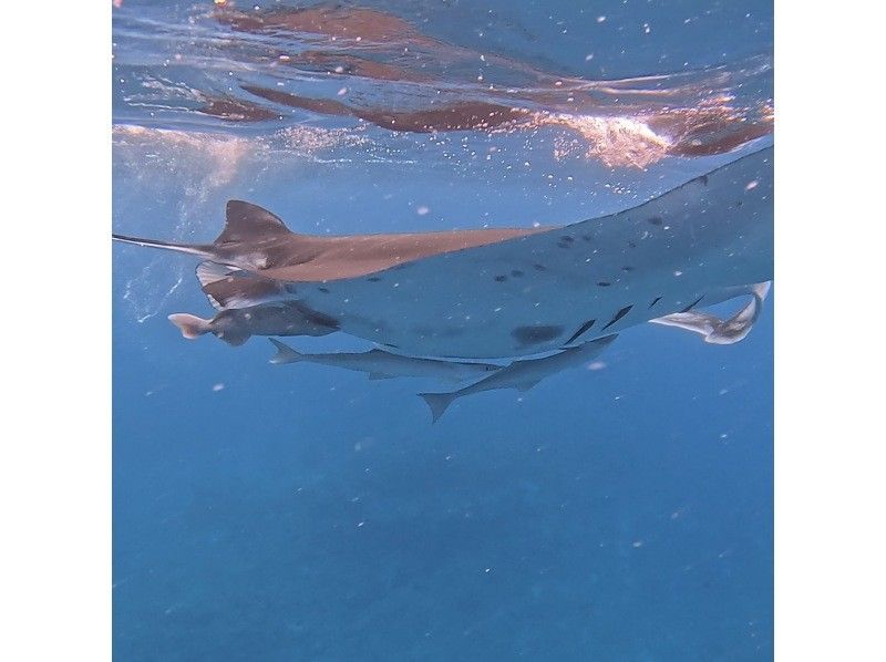 石垣島あいくるシーサー のギャラリー