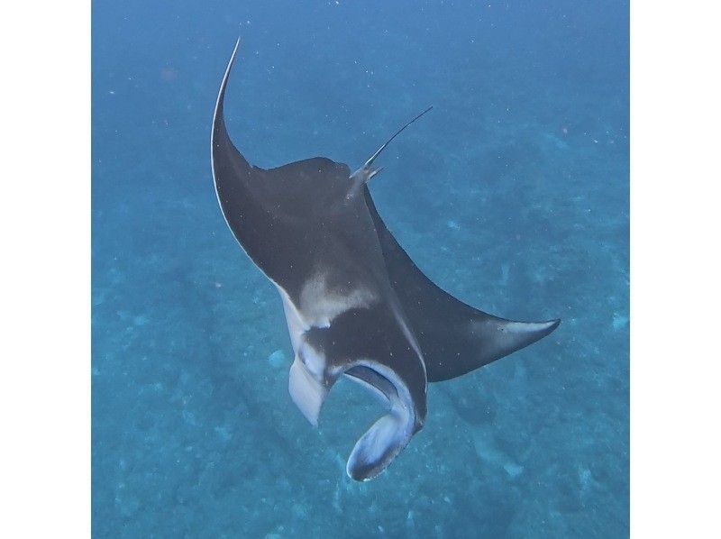 石垣島あいくるシーサー のギャラリー