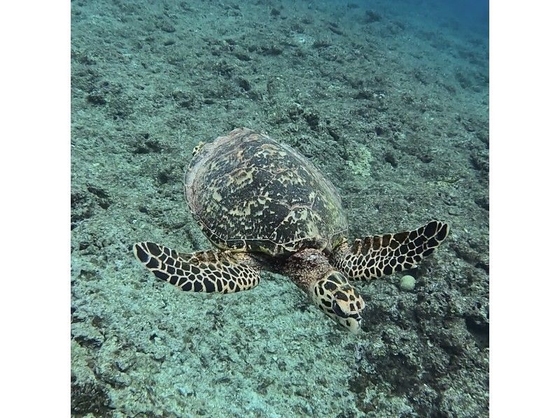 石垣島あいくるシーサー のギャラリー