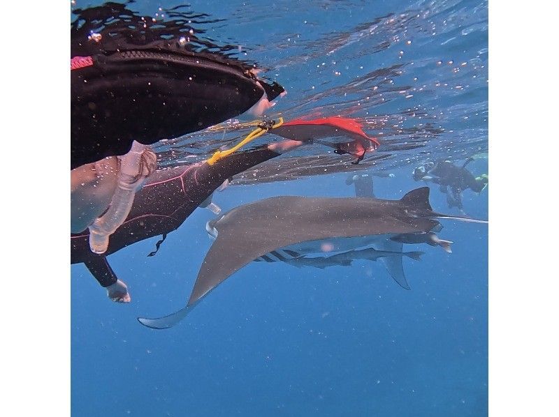 石垣島あいくるシーサー のギャラリー