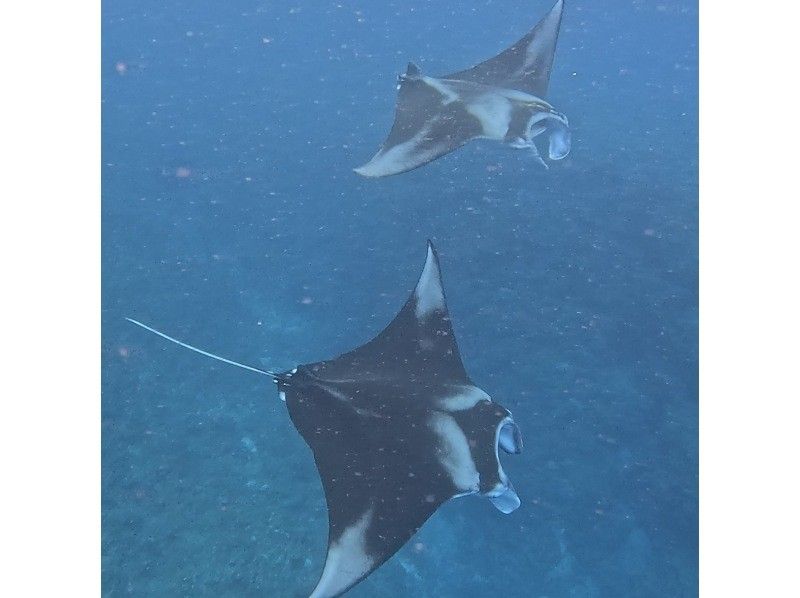 石垣島あいくるシーサー のギャラリー