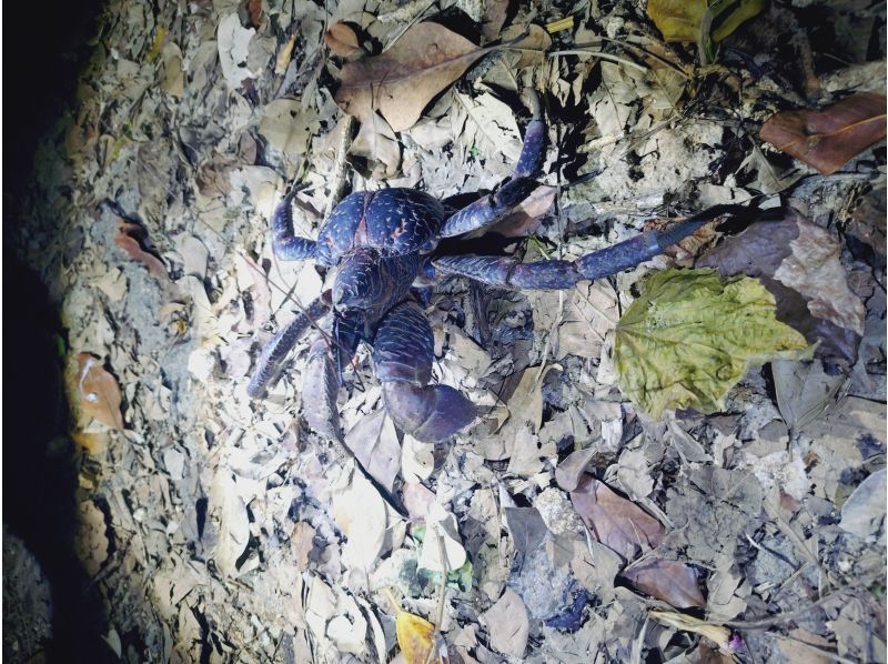 COCO宮古島 のギャラリー