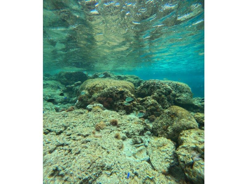 武藤潜水 のギャラリー