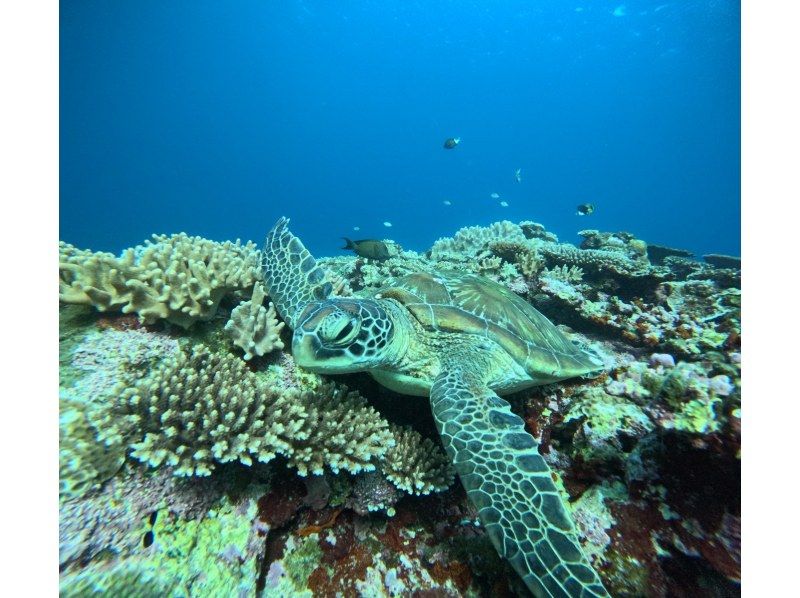 マーレ石垣島 のギャラリー