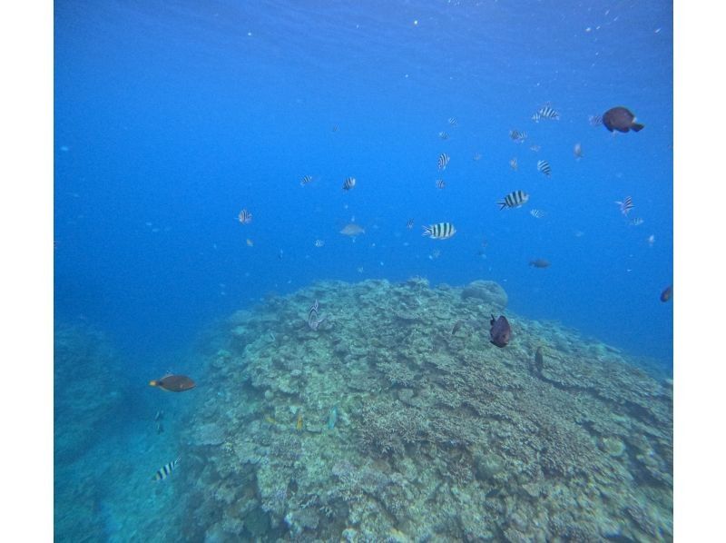 CHILL DIVE （チルダイブ） のギャラリー