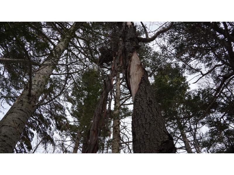 知床ネイチャーガイド星の時間(Starhours) のギャラリー