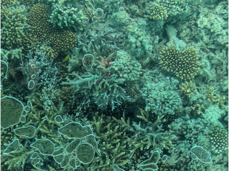 まりんはうすぐるくん のギャラリー