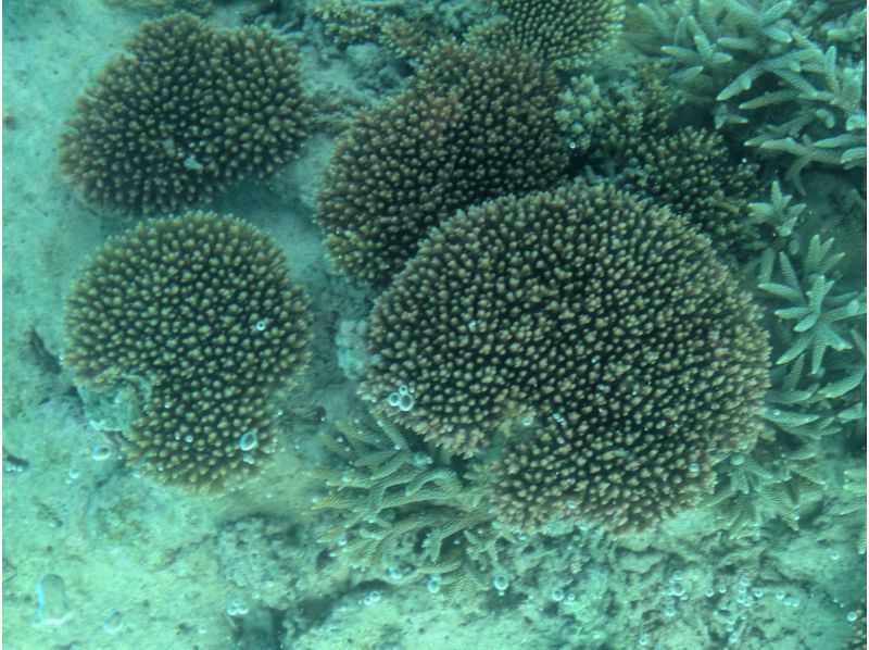 まりんはうすぐるくん のギャラリー