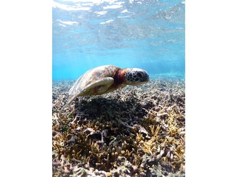 SUNSHINE MARIN 宮古島 のギャラリー