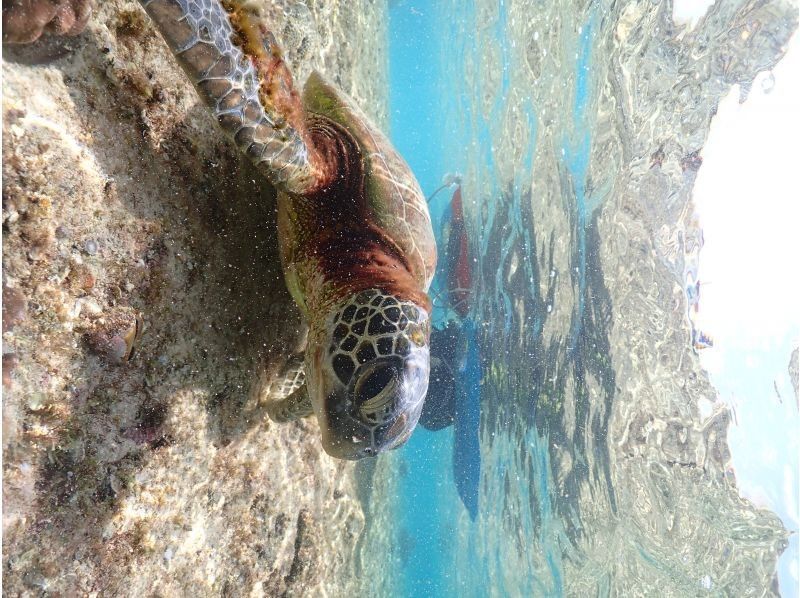 モンキーネイビー のギャラリー