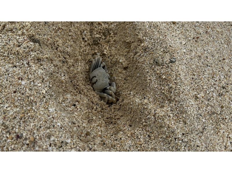 初心者専門マリンサービスサンフィッシュ石垣島 のギャラリー