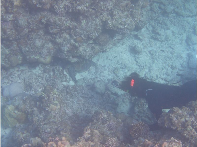 Sea Chan 石垣島 のギャラリー