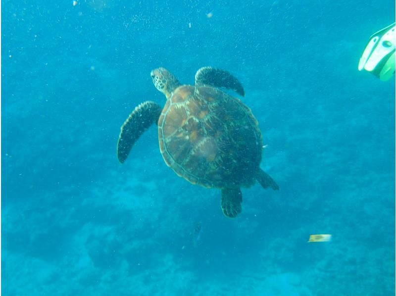 Sea Chan 石垣島 のギャラリー