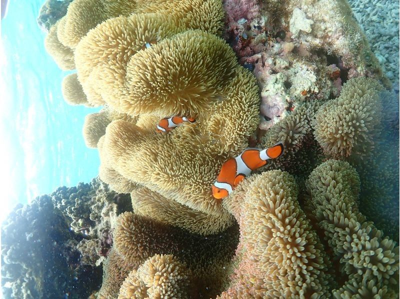 モンキーネイビー のギャラリー