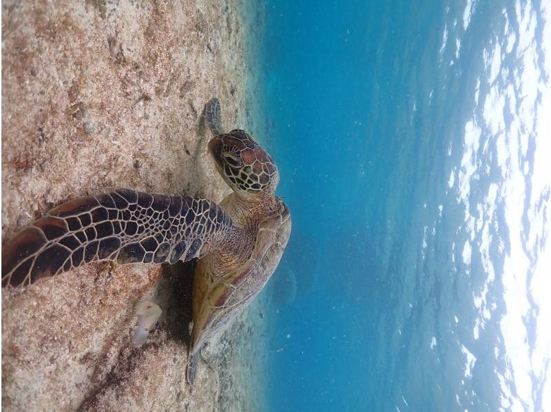 モンキーネイビー のギャラリー