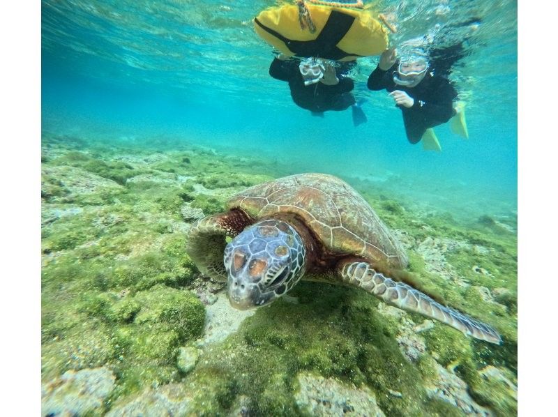 OCEAN LIFE のギャラリー