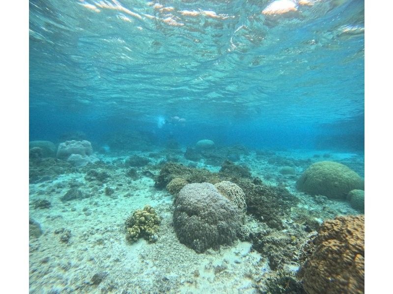 OCEAN LIFE のギャラリー