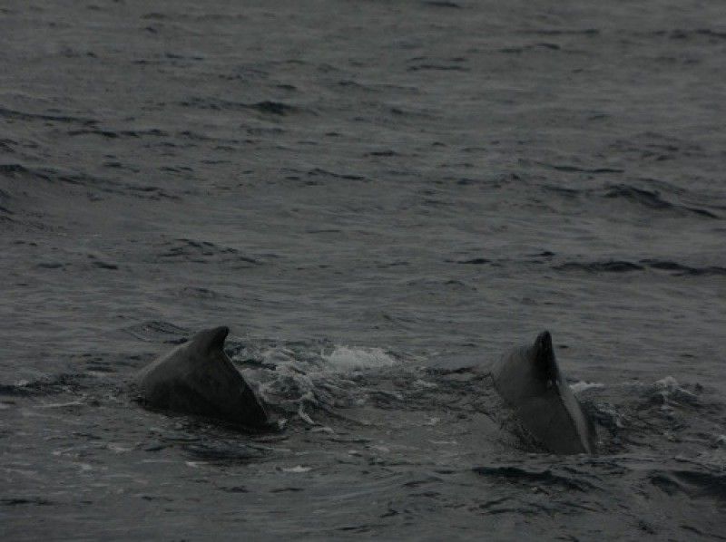 Sea World（シーワールド） のギャラリー