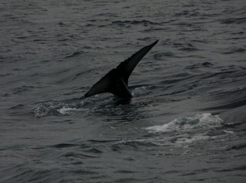 Sea World（シーワールド） のギャラリー