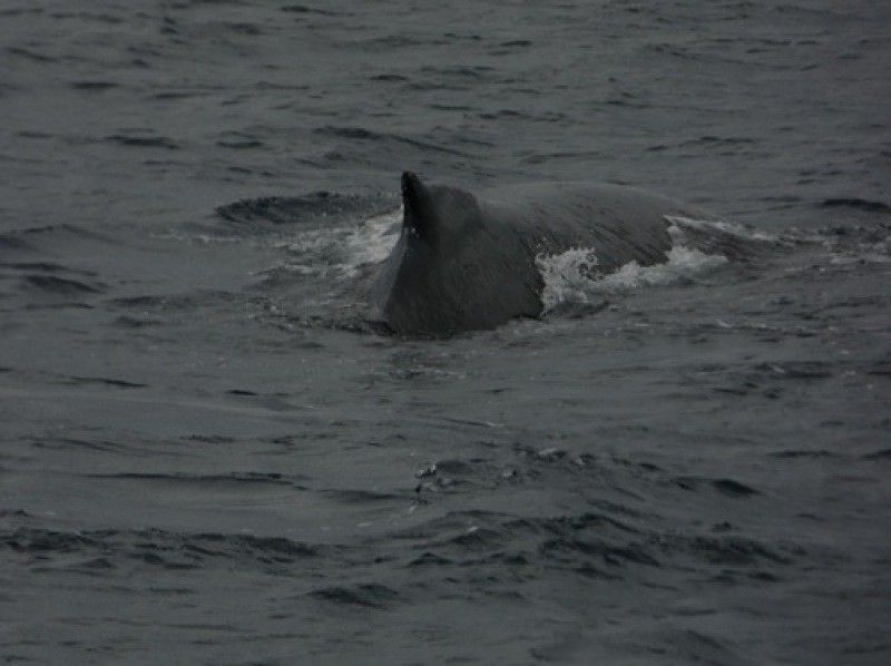 Sea World（シーワールド） のギャラリー