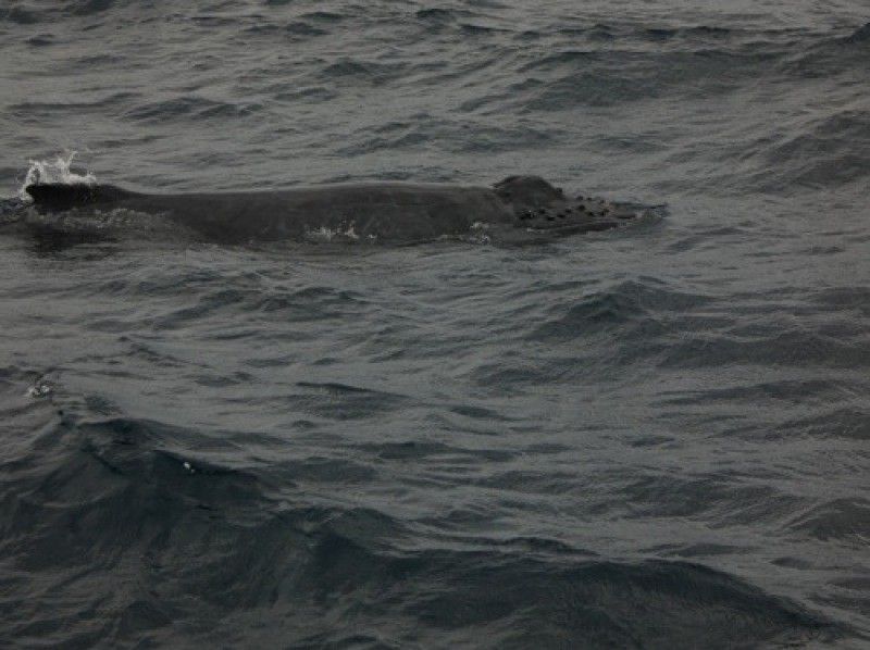 Sea World（シーワールド） のギャラリー