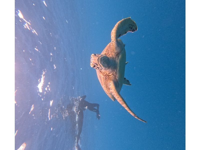 石垣島　ウミガメシュノーケル　マリンショップHAPPY のギャラリー