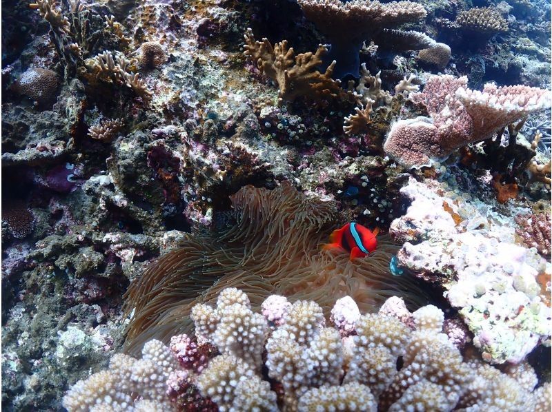 伊良部島観光ガイドゆうむつ のギャラリー