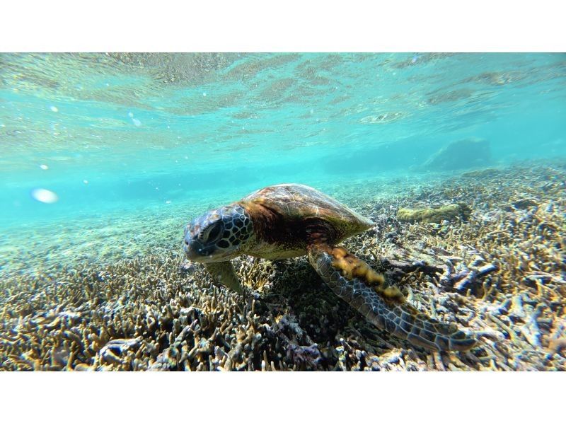 Cheerful 宮古島 のギャラリー