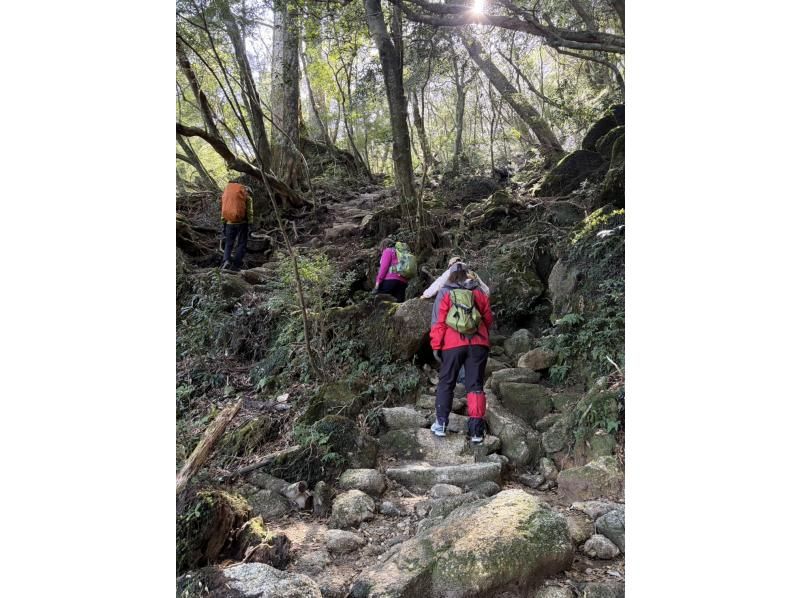 Yamakara屋久島 のギャラリー