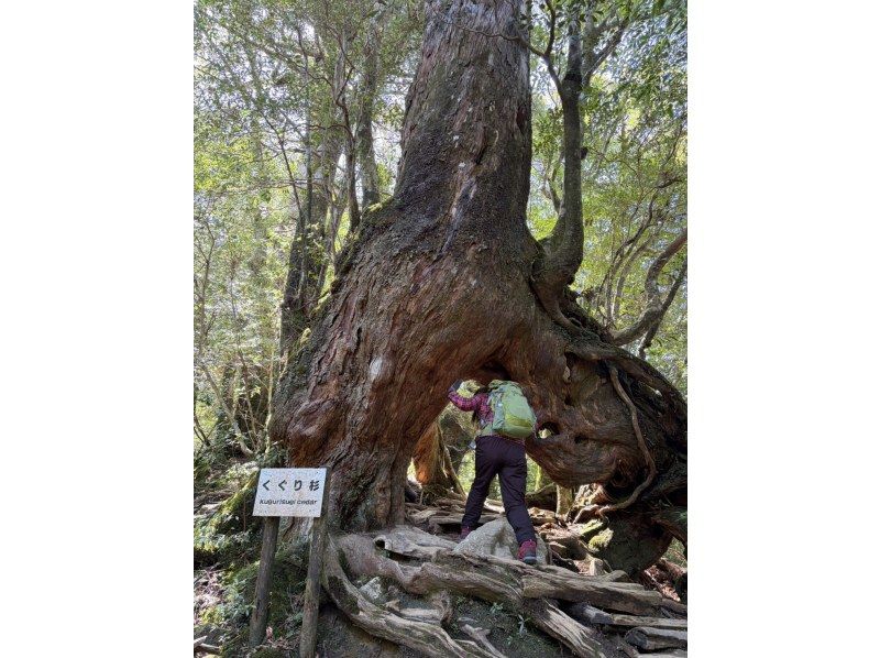 Yamakara屋久島 のギャラリー